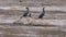 Georgia, Chattahoochee River, Close up Cormorant birds sunning on River rocks