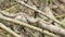 Georgia Chattahoochee River Summer  A zoom in on a brown snake sunning on a branch near river