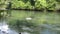 Georgia Chattahoochee River Summer  Zoom in on a rock in the middle of the Chattahoochee River