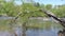 Georgia, Jones Bridge Park, A broken tree hanging over into the Chattahoochee River