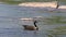 Georgia, Jones Bridge Park, A Canada goose swimming along the Chattahoochee River