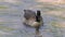 Georgia, Jones Bridge Park, A close up of a Canada goose on the water of the Chattahoochee River