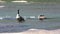 Georgia, Jones Bridge Park, Two Canada geese standing on a rock honking and cleaning