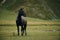 Georgia, Kazbegi Truso Valley National Park. A free mountain horse on a walk in the gorge on a cool autumn morning. A