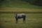 Georgia, Kazbegi Truso Valley National Park. A free mountain horse on a walk in the gorge on a cool autumn morning. A