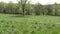 Georgia, Lumpkin County, A pan of a bright green pasture on a farm outside of Dahlonega