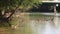 Georgia, Medlock Bridge, A view of dead trees sticking out of the Chattahoochee River