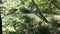 Georgia, Medlock Bridge, A zoom in on a view of a green Chattahoochee River through the trees