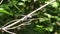 Georgia, Riverside Park, A close up of a dragonfly on a branch in the swamp