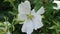 Georgia, Roswell Park, A close up of a wild white rose along the path to the Chattahoochee River