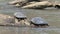 Georgia, Sweetwater Creek Park, A view of two painted turtles crawling up a log on the water