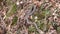 Georgia, Sweetwater Creek Park, a water snake in the grass near Sweetwater Creek