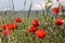 Georgia travel: authentic beauty, poppy field