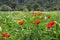 Georgia travel: authentic beauty, poppy field