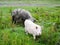 Georgian mountain pigs