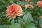 Georgina of terracotta color flowering in the flowerbed