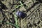 Geotrupidae earth-boring dung beetle bug crawling on gray soil with green grass background