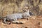 Gepard Acinonyx jubatus liegt auf einem ErdhÃ¼gel, Namibia, Afrika