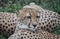 Gepard, gephard cheetah couple lying in the grass