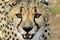 Gepard Namibia