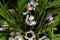 Geraldton wax flowers Chamelaucium uncinatum