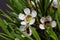 Geraldton wax flowers Chamelaucium uncinatum