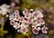 Geraldton waxflower, Geraldton wax