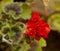 Geramnium packstar rose on a garden background.