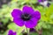 Geranium `Ann Folkard`