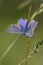 Geranium Argus - Aricia eumedonChapman`s Blue - Polyommatus thersites