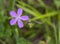 Geranium asphodeloides – Turkish rock geranium