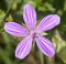 Geranium asphodeloides – Turkish rock geranium