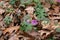 Geranium asphodeloides - wild plant