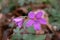 Geranium asphodeloides - wild plant