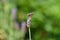 Geranium Bronze Butterfly(Cacyreus marshalli), South Africa