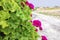 Geranium bushes with crimson flowers