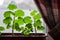 Geranium bushes grow in a pot on the windowsill against the background of the window