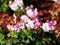 Geranium cantabrigiense `Biokovo`