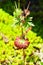 Geranium carolinianum`s flower buds are like a towering antenna