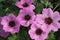 Geranium cinereum \\\'Ballerina\\\'