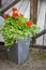 Geranium in concrete flower pot