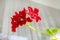 Geranium coral red. Pelargonium. Flowerbed. Garden plants. Beautiful inflorescence. Green leaves.