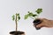 Geranium with cutted top and new grown leaves on stem and cutting of it in plastic cup with soil to grow new plant on the white