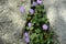 Geranium dalmaticum with light violet flowers