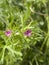 Geranium dissectum plant in bloom