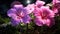Geranium Flower Background Hd With Sunrays Shine