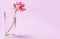 A geranium flower of coral color stands in a glass beaker with clear water against a background of a delicate coral color