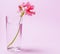 A geranium flower of coral color stands in a glass beaker with clear water against a background of a delicate coral color