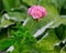 Geranium flower. pink
