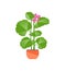 Geranium flower vector